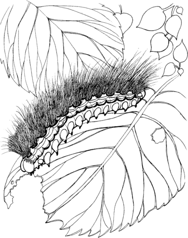 Woolly Bear Caterpillar Coloring Page